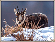 CHAMOIS